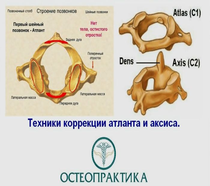 Строение шейного позвонка. Шейный позвонок Атлант строение. Первый шейный позвонок Атлант строение. Строение Атланта позвонка. Атлант, Аксис позвонок человека.