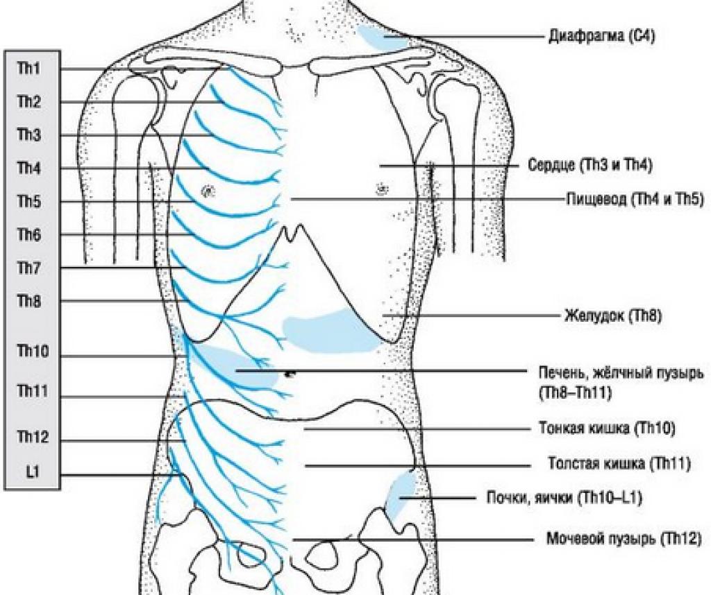 Боль под правой грудью под ребрами. Расположение нервов на ребрах. Боль в межреберье. Болевые точки на ребрах.