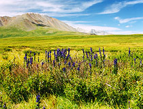 Altay Republic