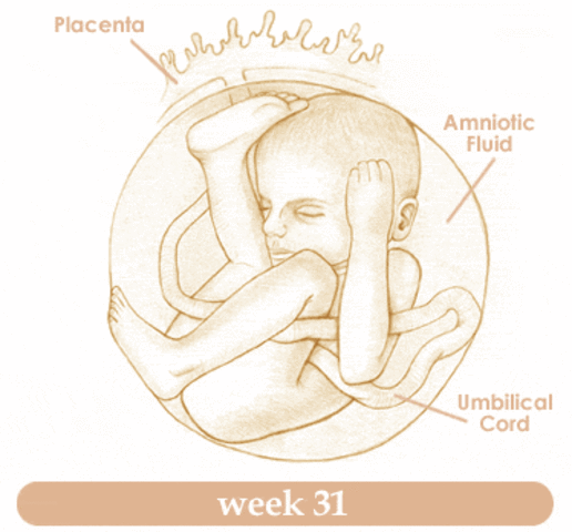 39 неделя беременности ощущение. Организм беременной женщины 30 недель. Сон на 31 неделе беременности.