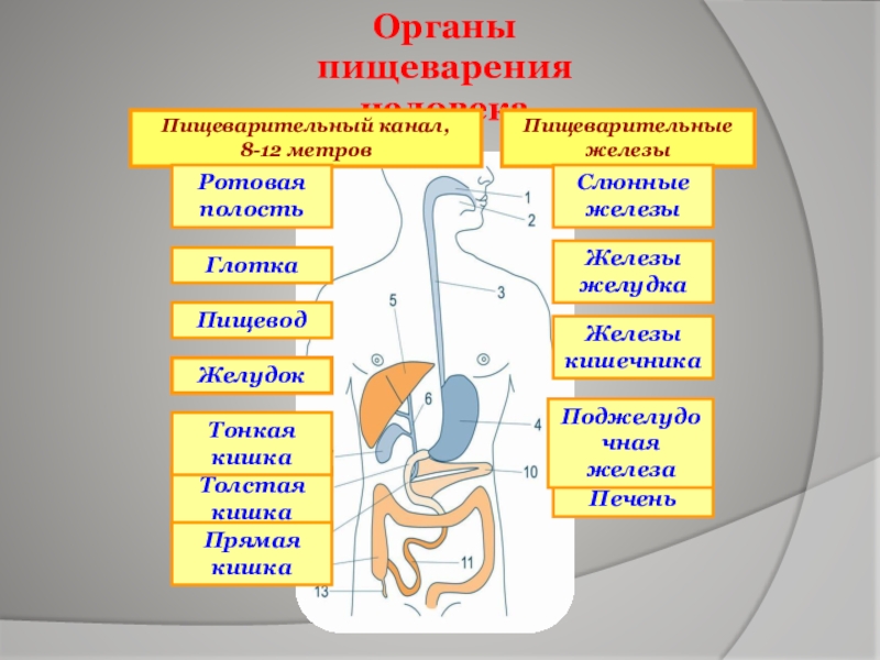 Ферменты пищеварительной системы. Органы пищеварения. Отделы органов пищеварения. Среды в отделах пищеварительной системы. Органы процесса пищеварения.