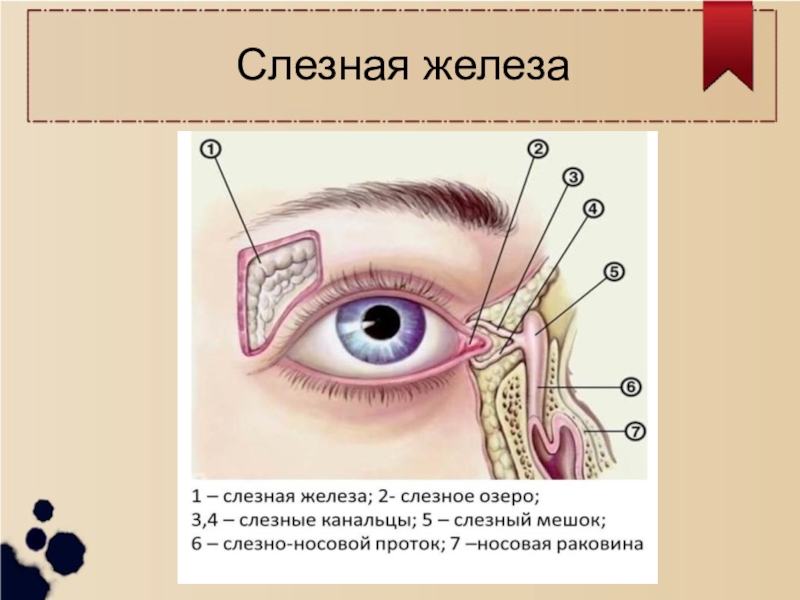 Слезная железа относится к железам. Строение глаза слезный мешочек. Строение глаза человека слезный мешок. Строение слезных канальцев. Протоки слезной железы анатомия.