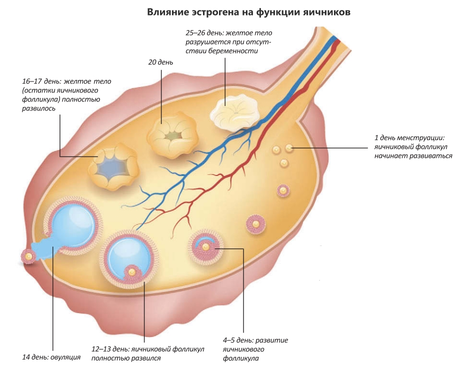 Что значит яичники. Эндокринная функция яичников. Функции яичника. Строение яичника женщины. Гормональная функция яичников.