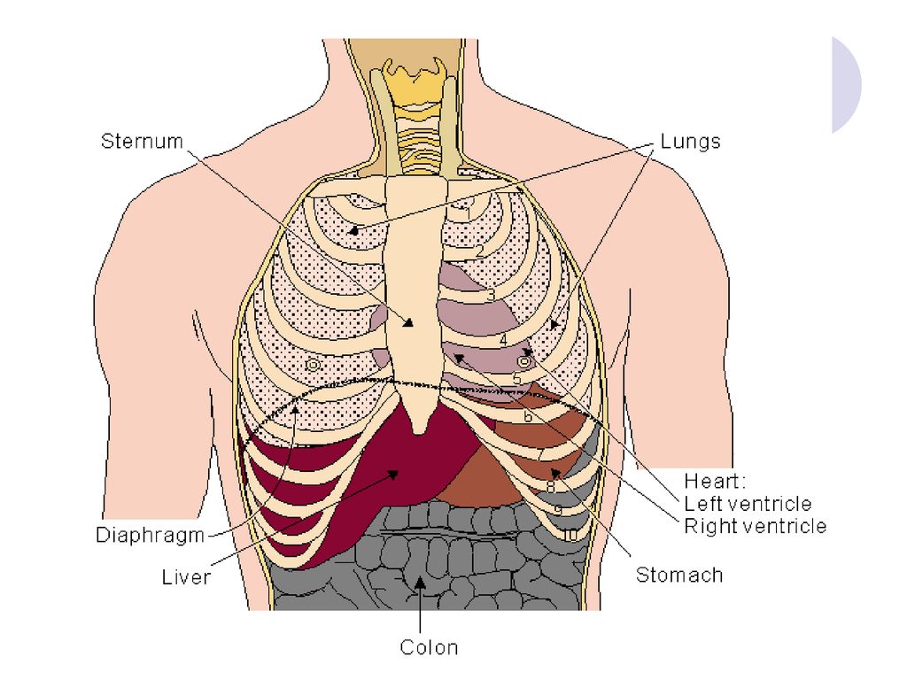 Органы под правой грудью. Диафрагма человека. Расположение сердца и лёгких. Лёгкие в грудной клетке. Диафрагма и грудная клетка анатомия.