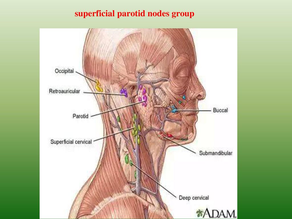 На шее лимфоузлы где расположены у человека. Сосцевидные лимфоузлы. Лимфатические узлы на голове расположение. Затылочные лимфатические узлы находятся. Расположение лимфоузлов на затылке.
