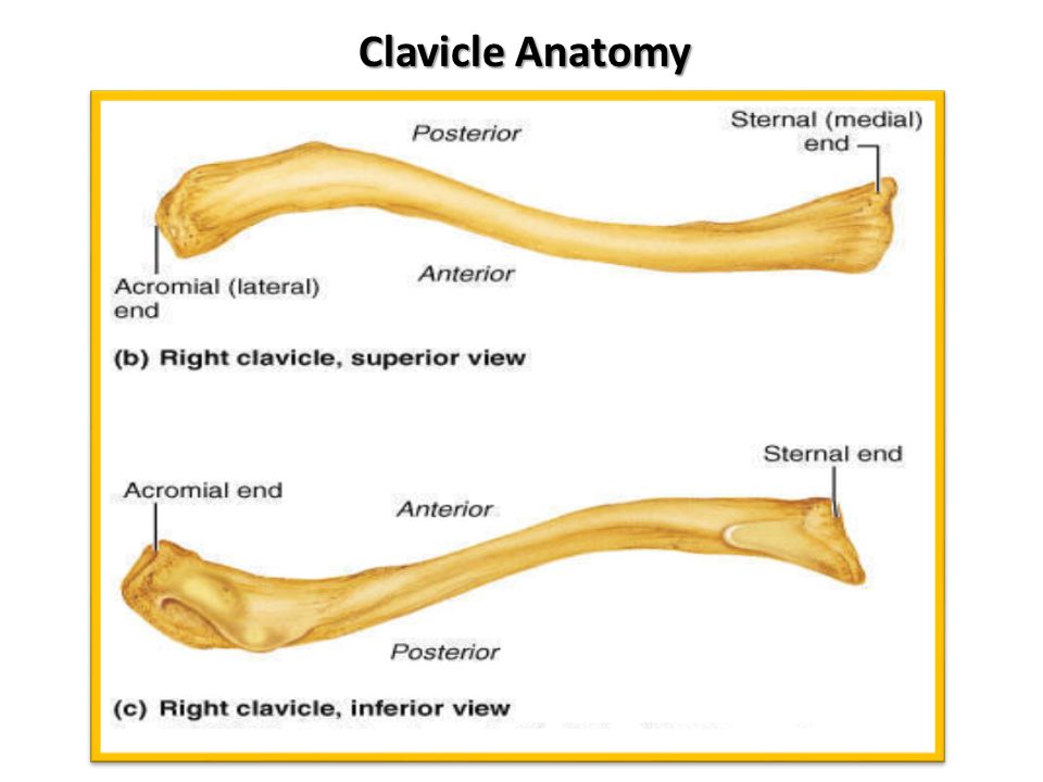 Анатомия ключицы человека. Clavicle Anatomy. Ключица анатомия. Диафиз ключицы. Ключица какая кость.