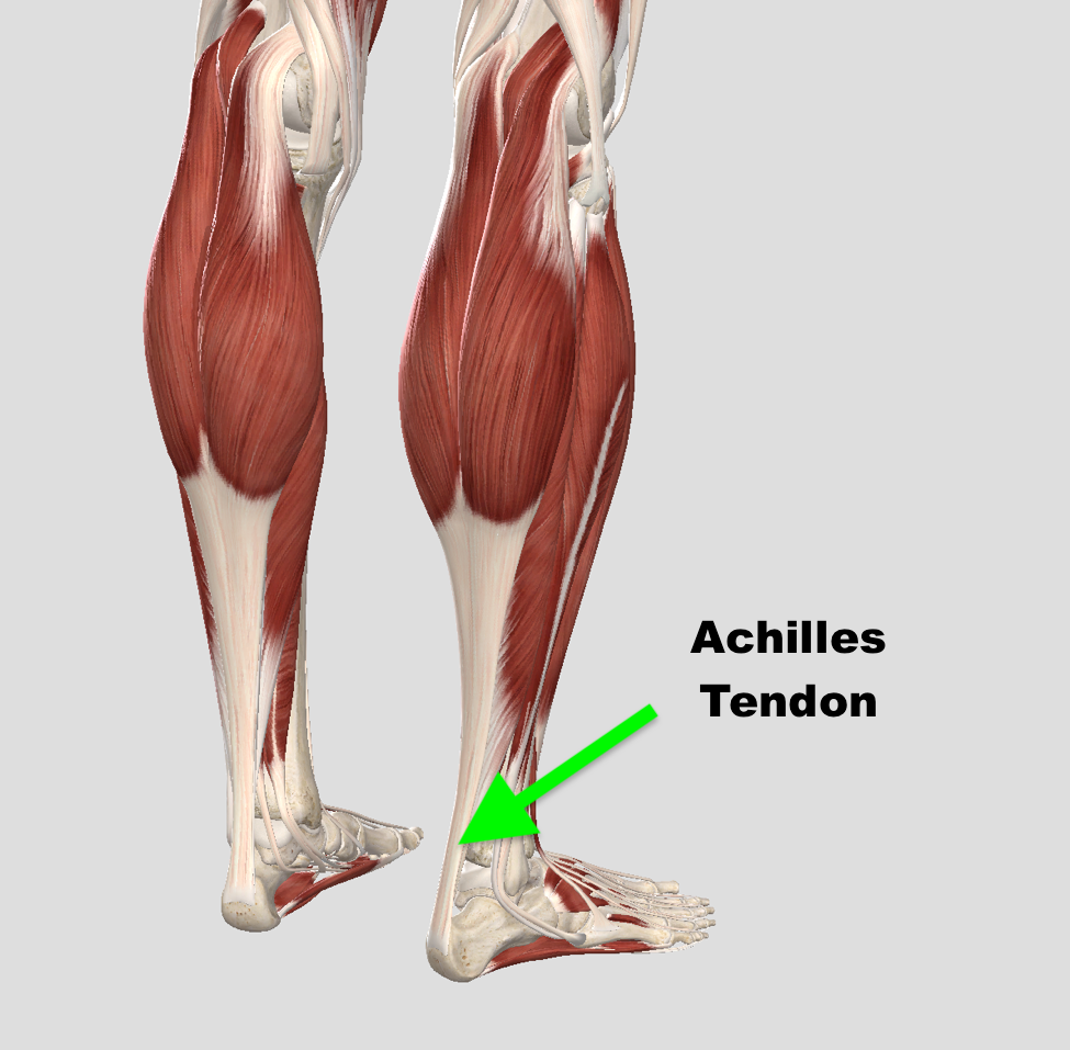 Описание сухожилий. Анатомия стопы ахиллово сухожилие. Ахиллово сухожилие мышцы. Ахиллесово сухожилие анатомия.