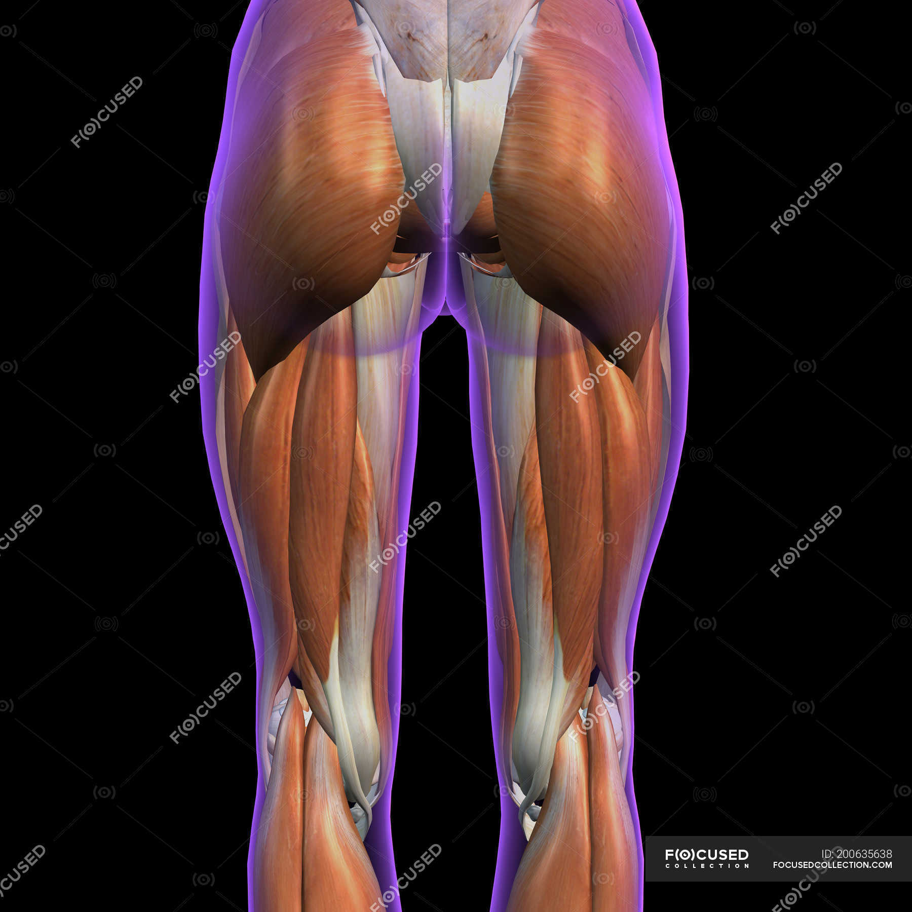 Покажи картинки бедра. Анатомия ягодичных. Анатомия ягодичных мышц для женщин. Ягодичные мышцы анатомия. Ягодичные мышцы анатомия 3d.