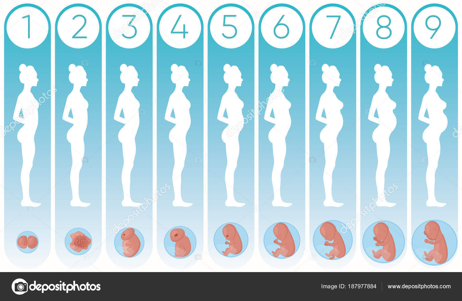 форма груди на раннем сроке беременности фото 87