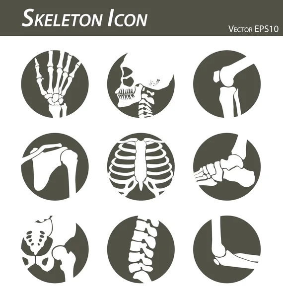 Skeleton icon (hand, finger , wrist , head , neck , thigh , knee , leg , shoulder , arm , forearm , thorax , ankle , foot , pelvis , hip , backbone ( vertebrae ) , elbow) black and white , flat design Vector Graphics