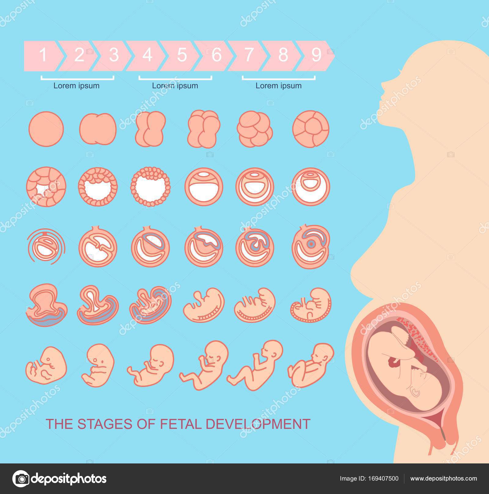 Развитие эмбриона по неделям после переноса эко