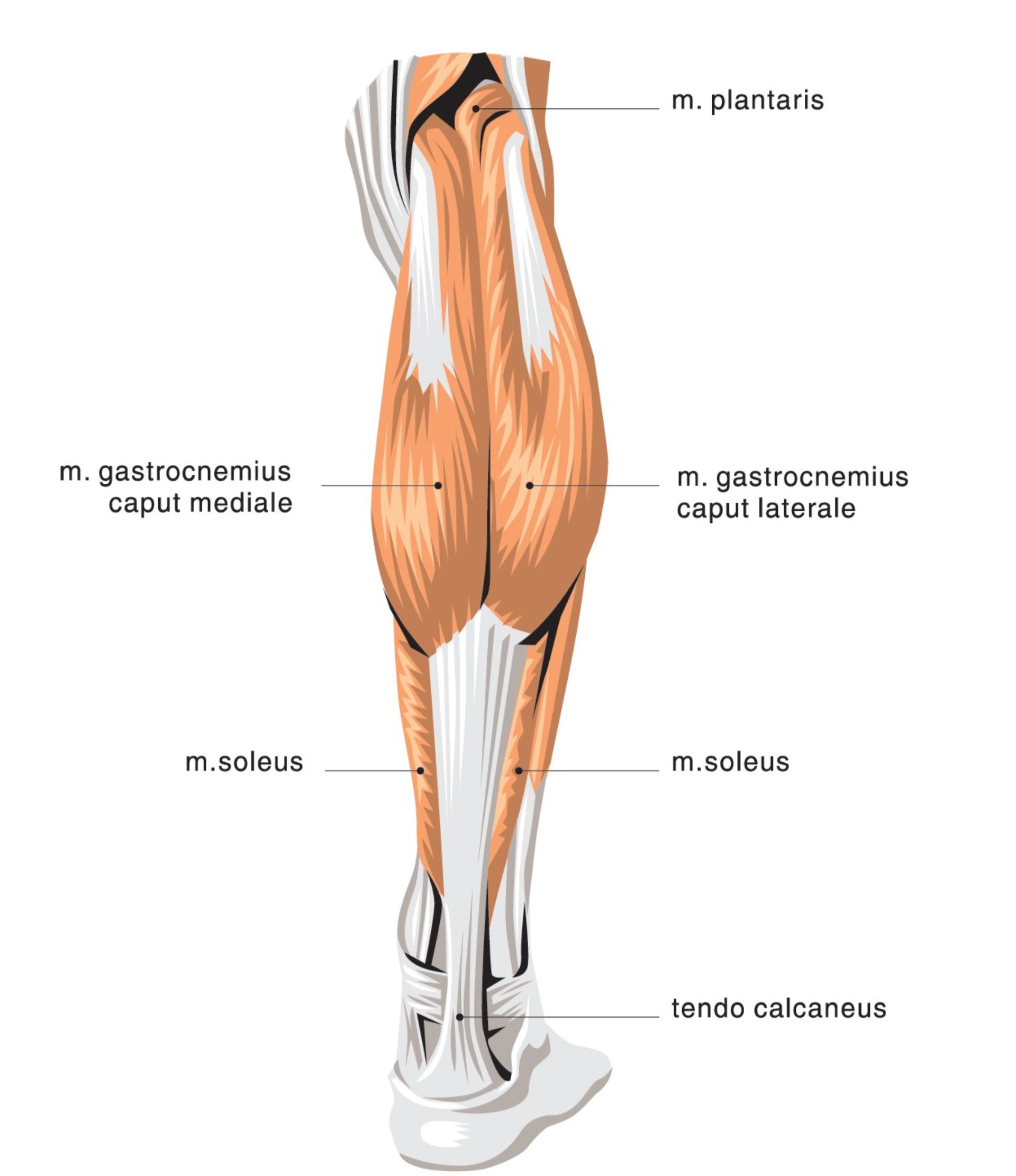Боль в передней части голени. Triceps surae мышца. Икроножная мышца голени. Soleus мышца голени. Трицепс голени анатомия.