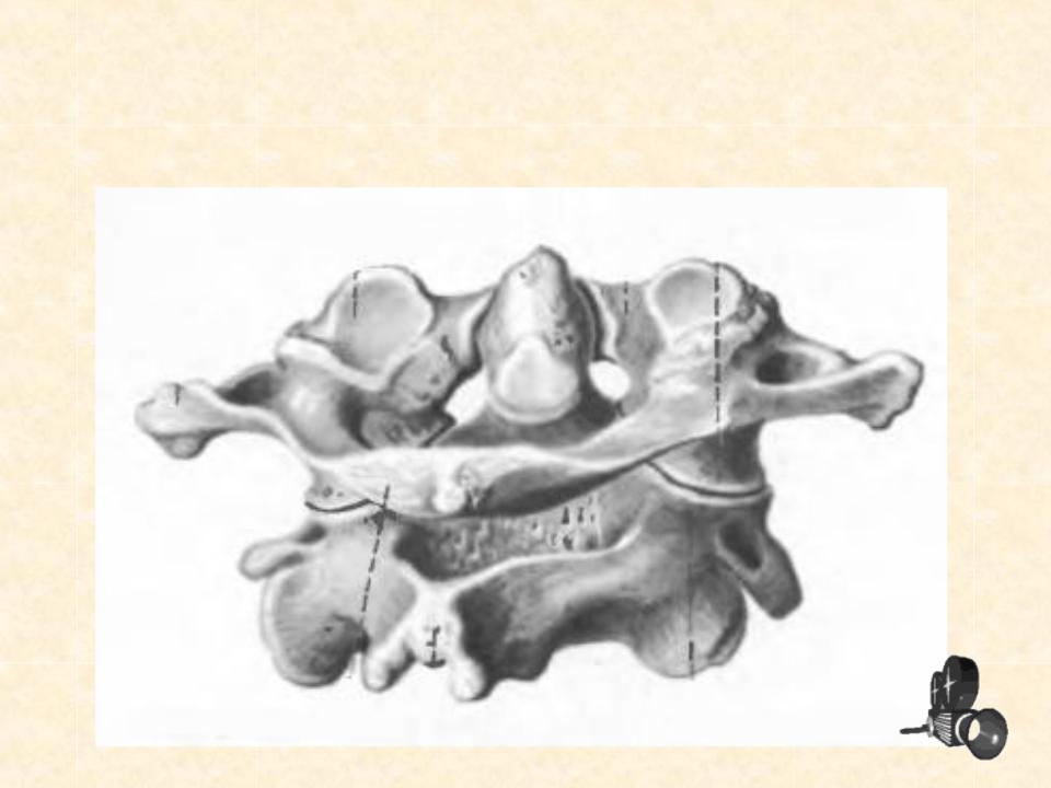 Орта атлант жотасының су бетіне шыққан бөлігі. Атлант и эпистрофей. Соединение Атланта и эпистрофея. Позвонки Атлант и эпистрофей. Атлант и эпистрофей соединение.