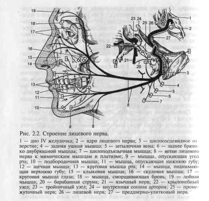 Тройничный нерв иннервирует