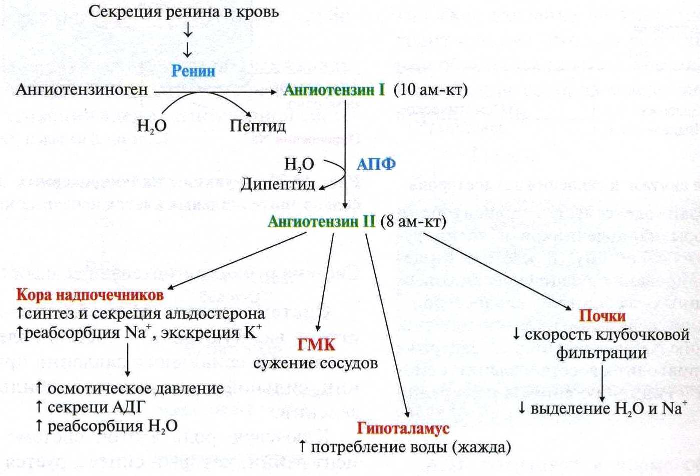 Механизм действия альдостерона схема