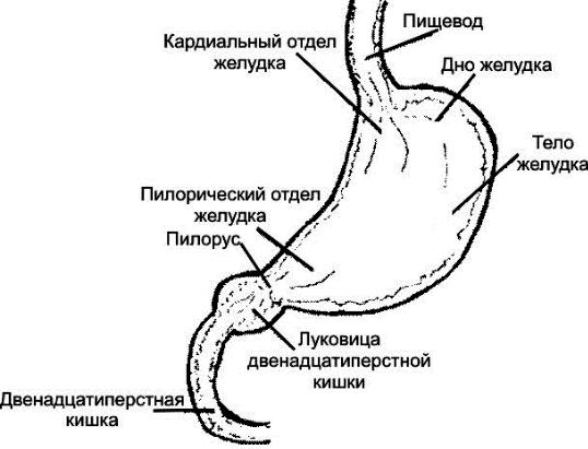 Антральный отдел желудка. Антральный и препилорический отделы желудка. Анатомия желудка луковица ДПК. Строение желудка пилорус.