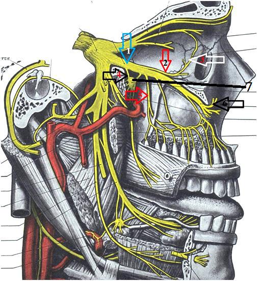 Нижнечелюстной нерв. Nervus maxillaris анатомия. Nervus maxillaris ход. Тройничный нерв (n. trigeminus). Нижнечелюстной нерв анатомия.