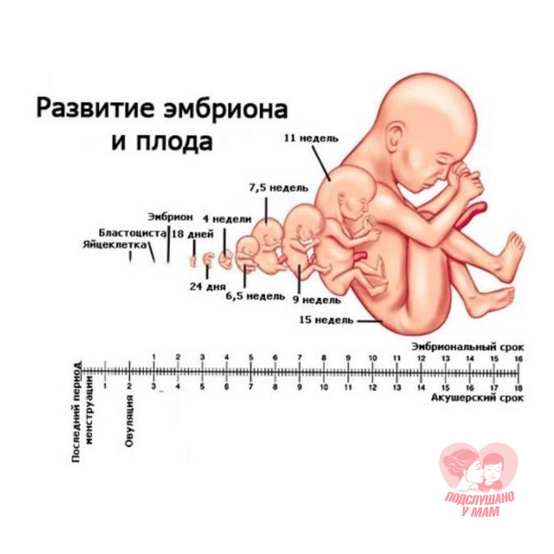 2 акушерская неделя беременности. Вес ребёнка по неделям беременности таблица. Рост плода по неделям беременности таблица нормы. Какой размер плода на 4 неделе беременности. Вес и рост плода по неделям беременности норма таблица.