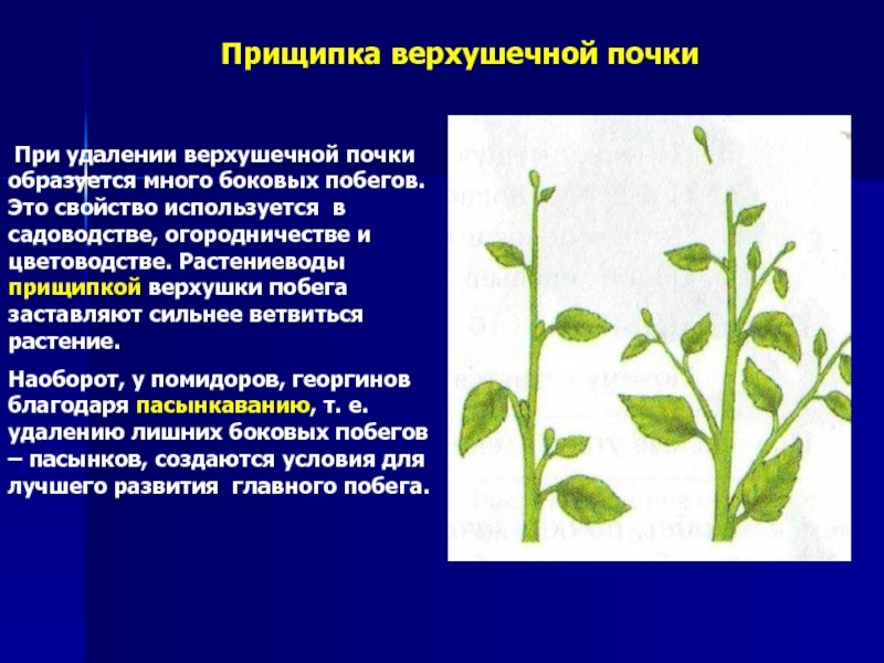 Под каким номером обозначен метод пасынкования побегов. Прищипка верхушки побега. Прищипка верхушечной почки. Прищипывание верхушечной почки. Удаление верхушечной почки.