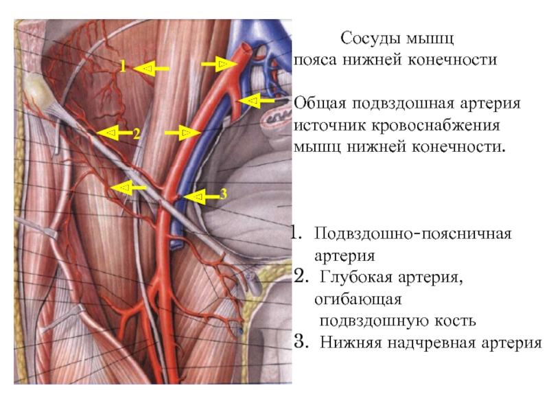 Подвздошных вен