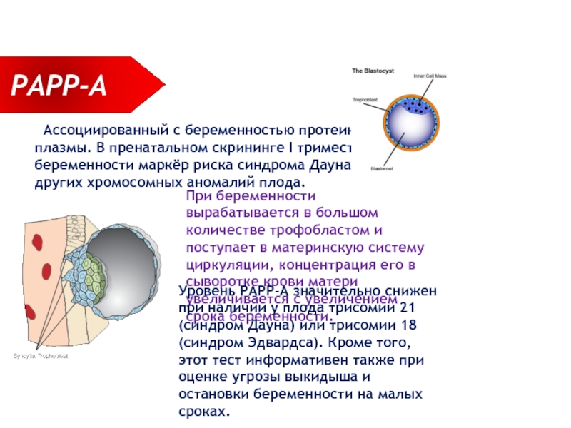 Белок ассоциированный с беременностью