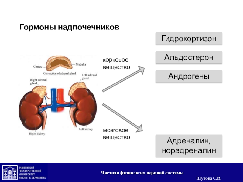 Сдать анализ надпочечники. Гормоны мозгового вещества надпочечников. Физиологическая роль гормонов надпочечников. Физиология надпочечников адреналин. Физиологические эффекты половых гормонов надпочечников.