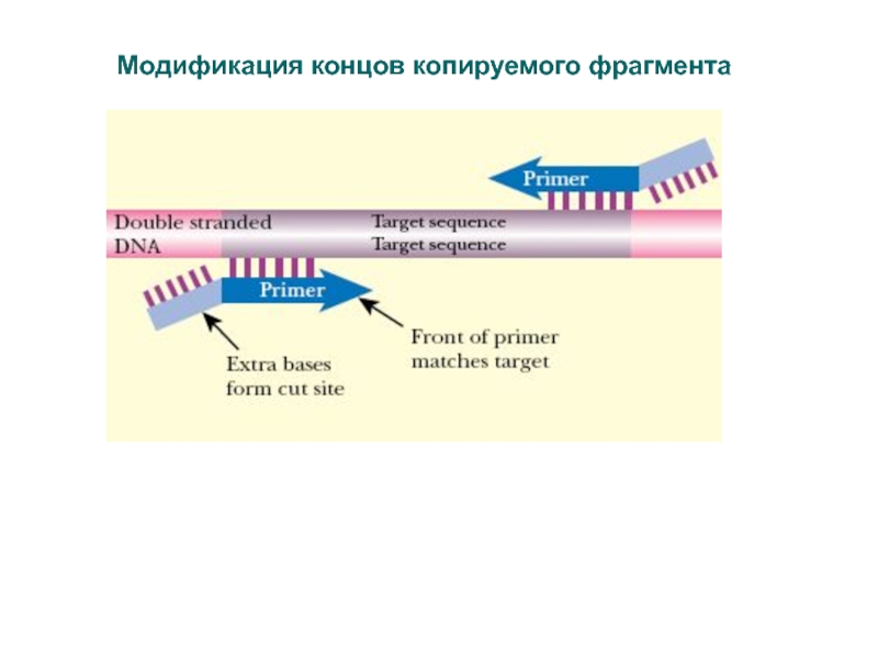 Модификации ПЦР. Детекция ПЦР. Полимеразная цепная реакция (ПЦР). Дизайн праймеров.