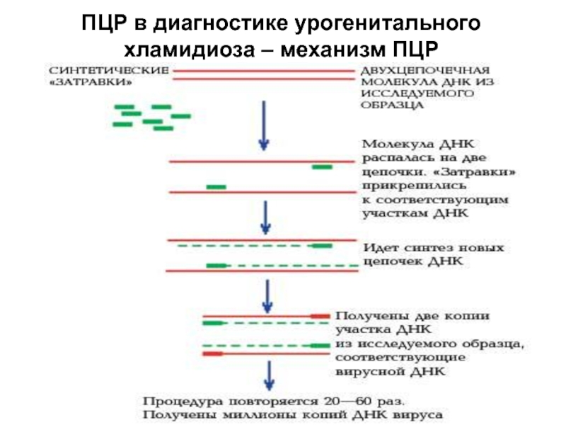 Этапы пцр картинки