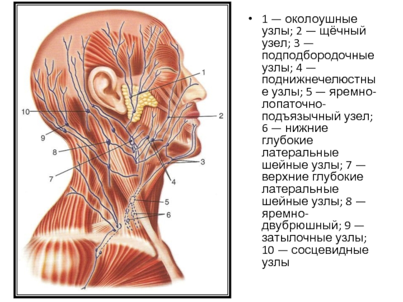 Лимфоузлы у уха схема