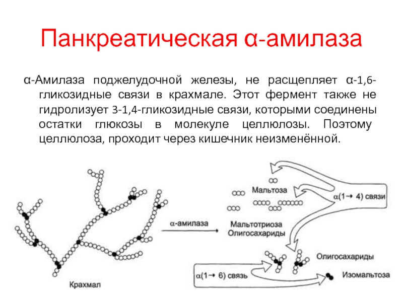 Повышенная амилаза