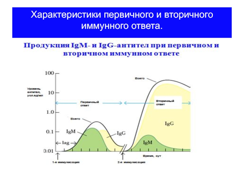 Первичный характер. Характеристика первичного и вторичного иммунного ответа. Отличие первичного и вторичного иммунного ответа. Первичный и вторичный иммунный ответ. Первичный иммунный ответ и вторичный иммунный ответ.