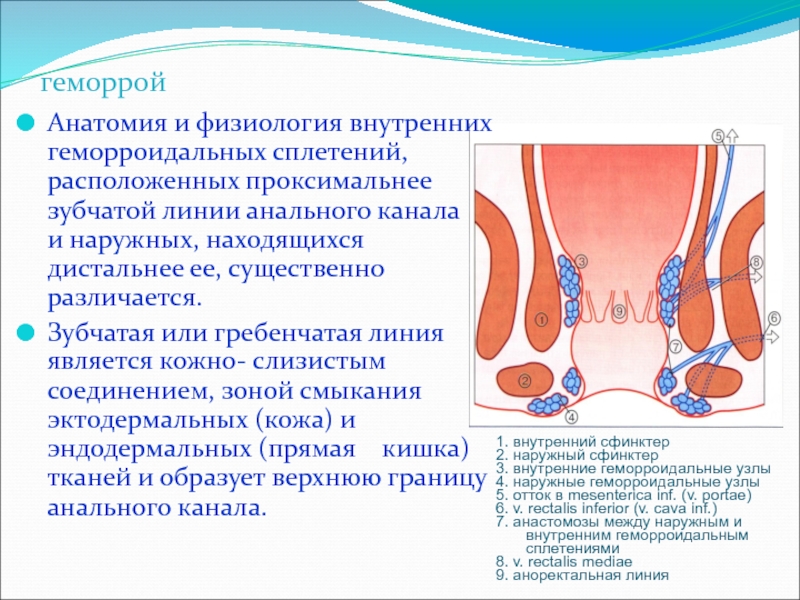 Боль в кишечнике перед дефекацией