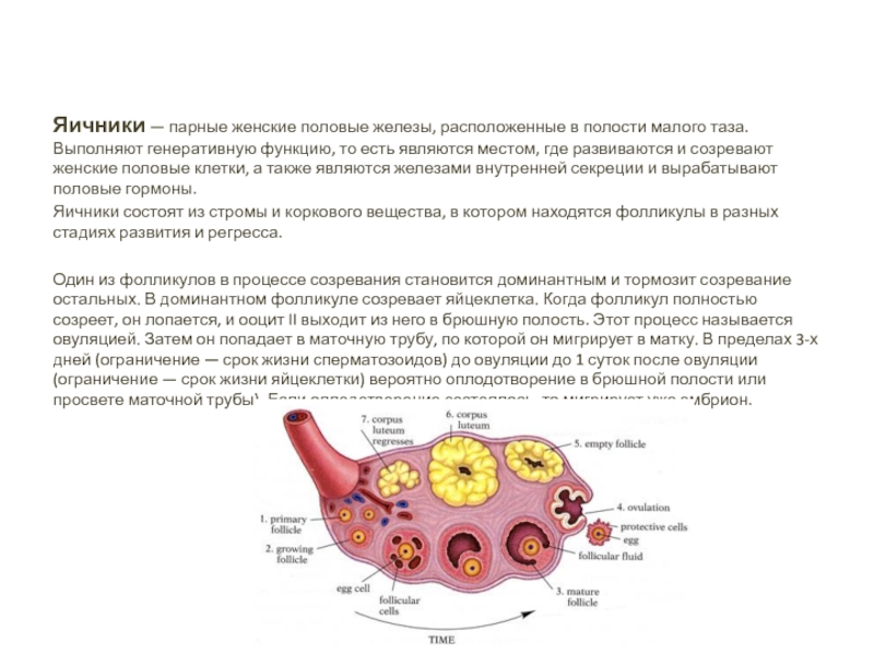 Железа женские органы. Яичники расположение строение функции. Яичник строение анатомия расположение. Яичники у женщин. Расположение яичников у женщин.