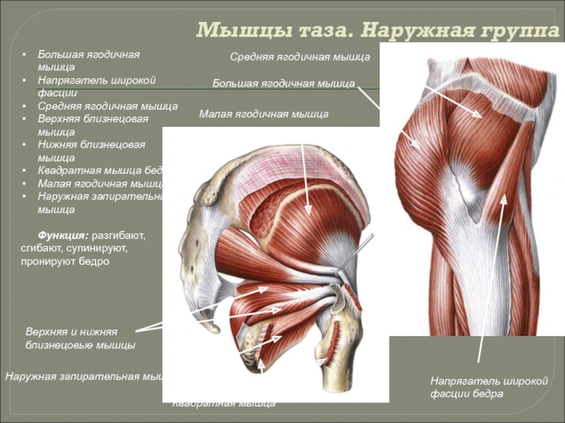 Ягодичные мышцы анатомия строение картинки на русском