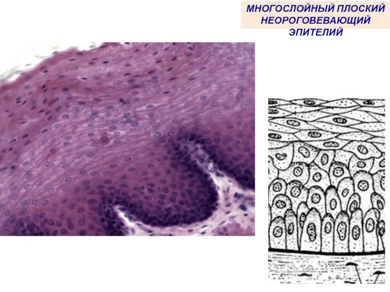 Слой плоских клеток. Многослойный плоский неороговевающий эпителий. Многослойный плоские не ороговеваюзий эпителий. Vyjujckjqysq gkjcrbq ytjhjudtdf.OBQ 'HGNKQ. Многослойный плоский неороговевающий эпителий клетки.