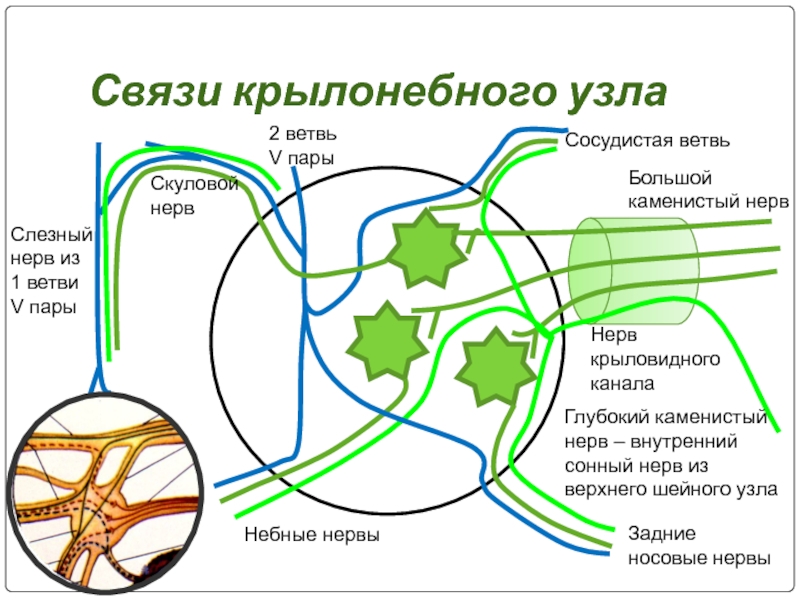 Крылонебный узел. Крылонёбный узел анатомия схема. Нерв крыловидного канала. Крылонебный нервный узел. Связи крылонебного узла.