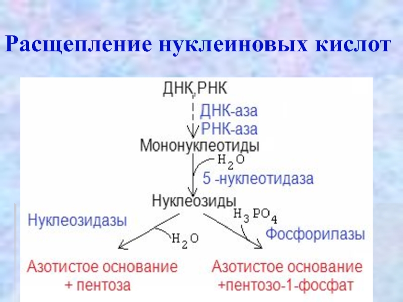 Расщепление нуклеиновых кислот. Схема гидролиза нуклеопротеинов. Продукты распада нуклеиновых кислот. Схема гидролиза нуклеопротеинов биохимия.