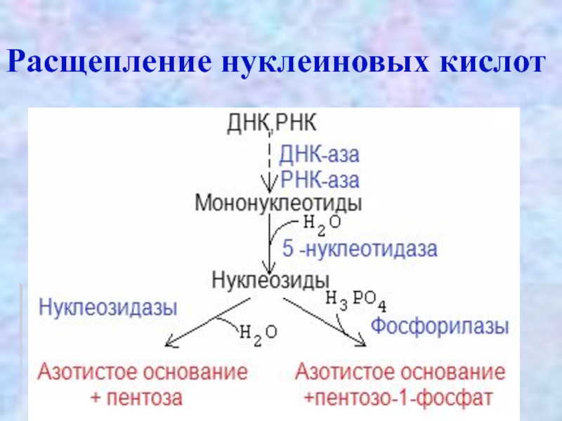 Молекулярные процессы расщепления. Схема гидролиза нуклеопротеинов. Полный гидролиз нуклеопротеинов. Расщепление нуклеиновых кислот. Продукты распада нуклеиновых кислот.