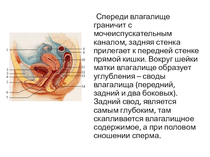 Своды Влагалища Фото