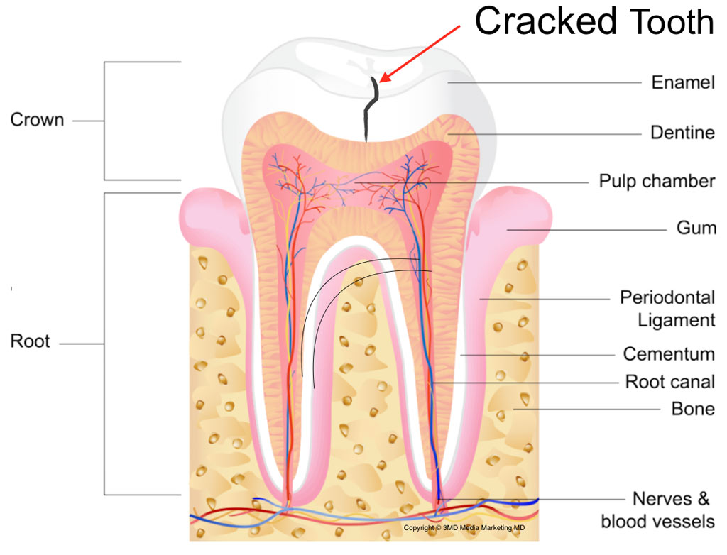 Строение дентина и пульпы зуба