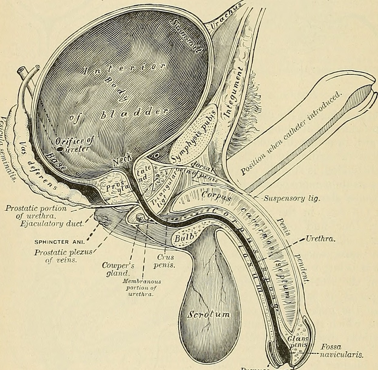 Анатомия мужского пениса