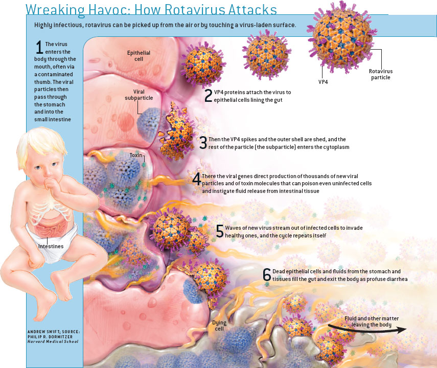 Как выглядит ротавирусная инфекция фото