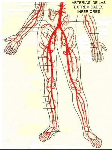 Кровообращение конечностей животных. Артерия peronea. Кровообращение в ногах таблица. Критические зоны кровоснабжения ног. Артерия на уровне l3.