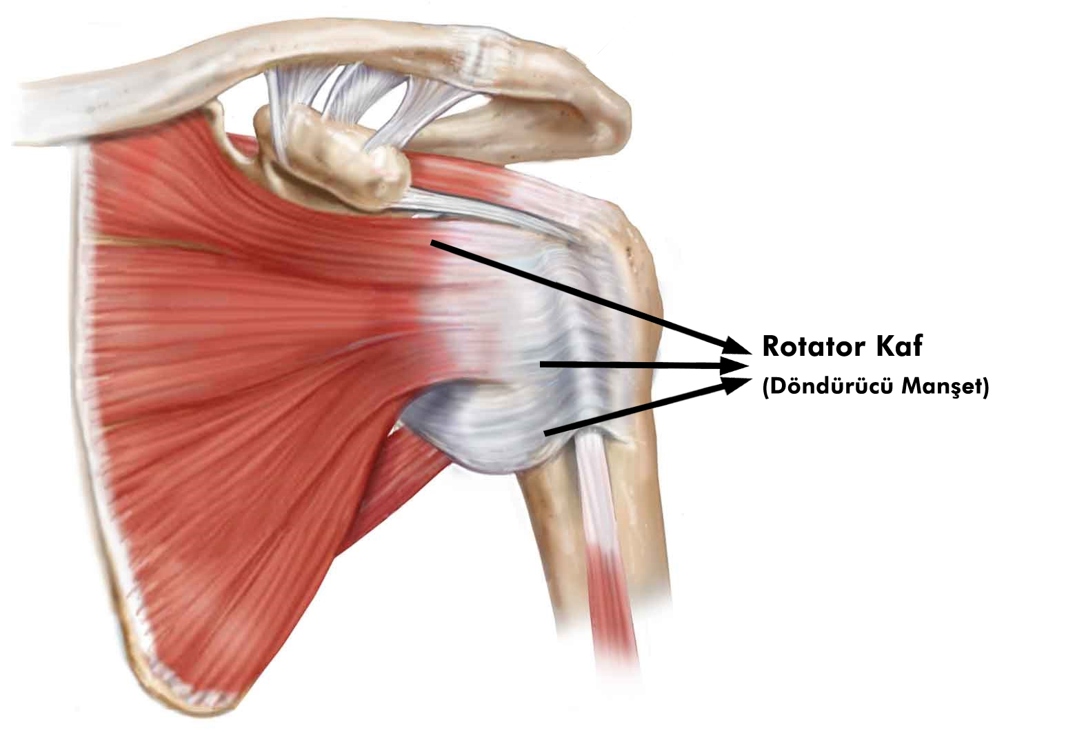 Тендинит мышц что это. Ротаторная манжета плечевого сустава анатомия. Мышцы ротаторной манжеты плечевого сустава. Тендинит ротаторной манжеты плеча. Повреждение ротаторная манжета.