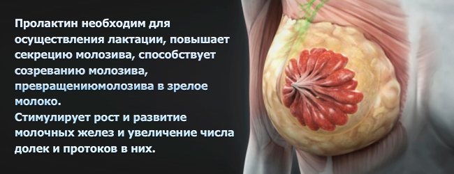 Пролактин повышен. Пролактин. Повышен пролактин у женщин симптомы. Повышение пролактина симптомы. Низкий пролактин у женщин симптомы.