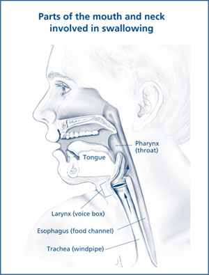 Illustration showing the parts of the mouth and neck involved in swallowing. The parts of the mouth and neck involved in swallowing are the tongue, pharynx or throat, larynx or voice box, esophagus or food channel, and trachea or windpipe.