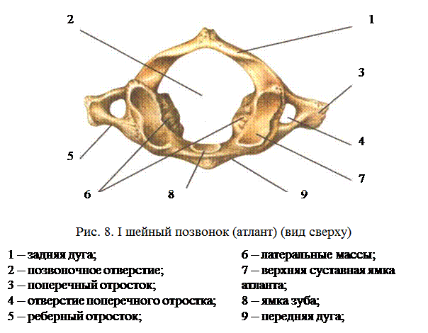 Первый шейный позвонок Атлант вид сбоку. 1 Шейный позвонок Атлант строение. Первый шейный позвонок Атлант вид снизу. Строение шейного позвонка вид сбоку. Характерные признаки шейного позвонка