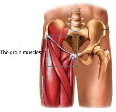 Тянет в паху справа у мужчин. Мышцы паха. Растяжение паховых мышц. Паховые мышцы у женщин. Приводящая мышца паха.