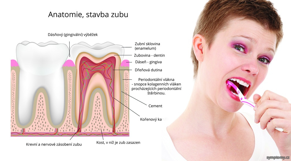 Зуб после простуды. Чувствительность переднего зуба. Для снятия чувствительности зубов в стоматологии. Высокая чувствительность передних зубов. Альвеолит воспаление лунки.