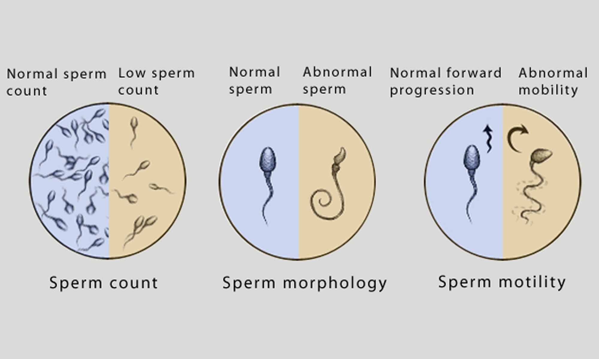 что можно определить по сперме фото 36